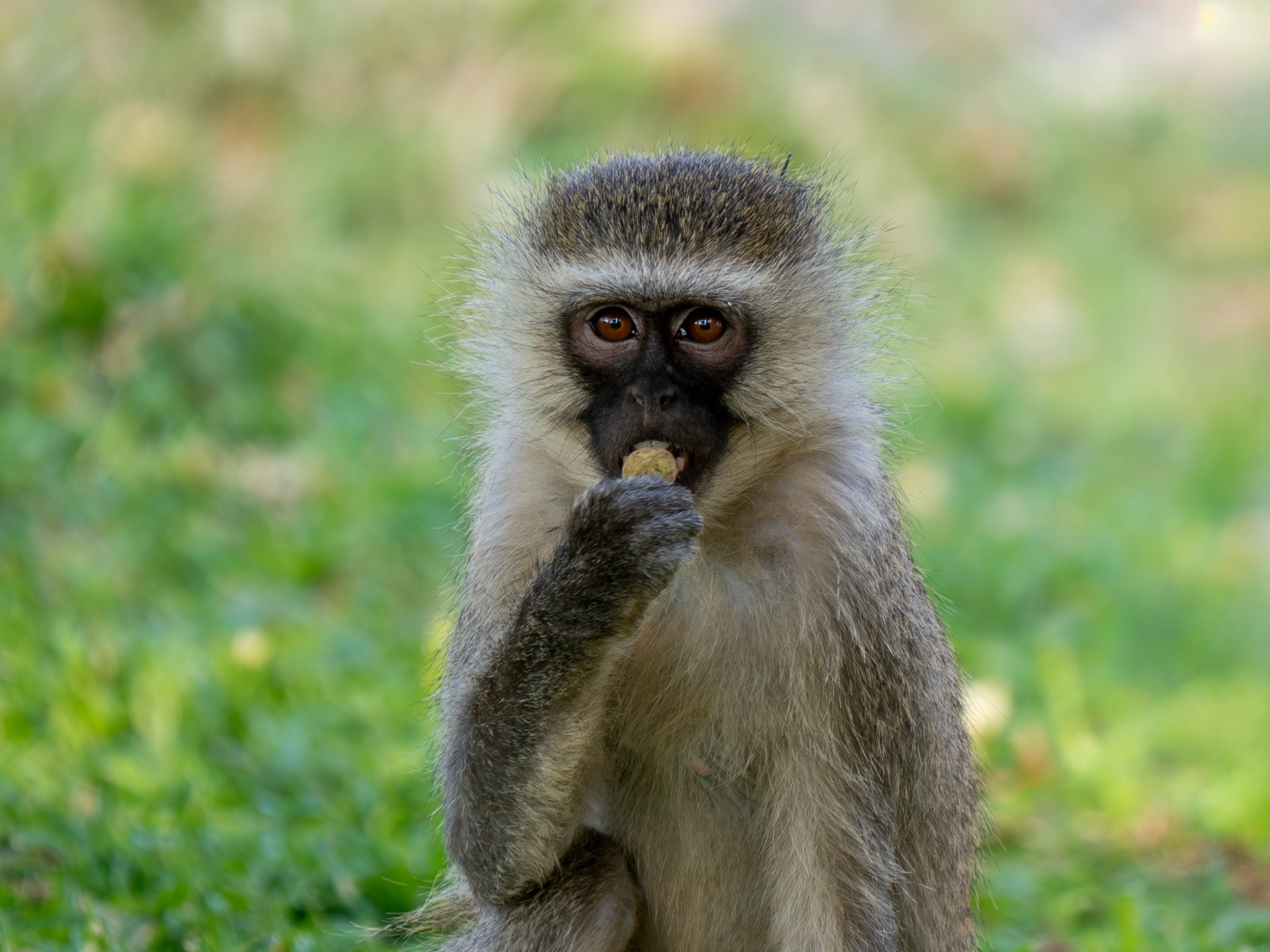 Zuid-Afrika wildlife