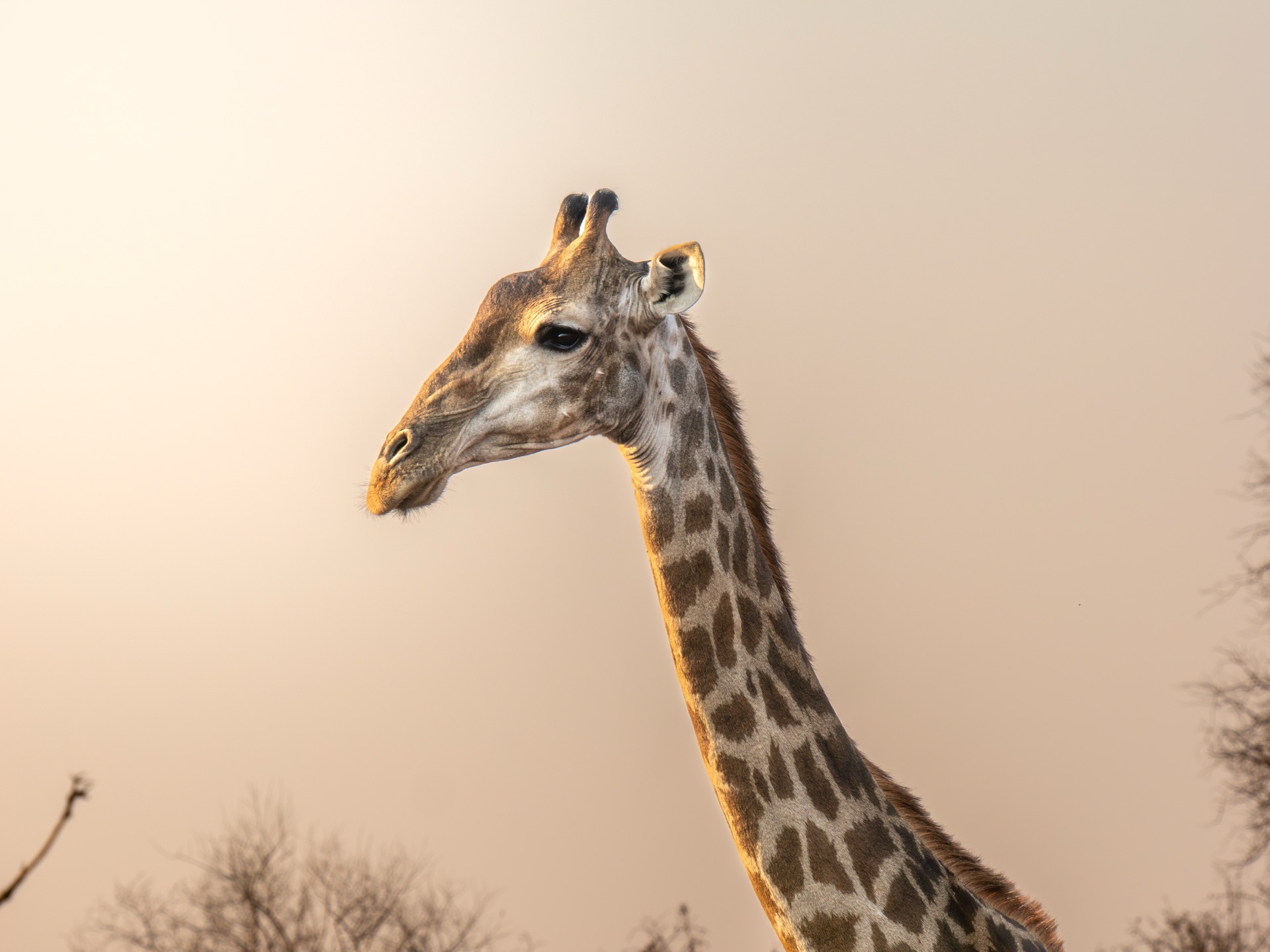 Zuid-Afrika wildlife