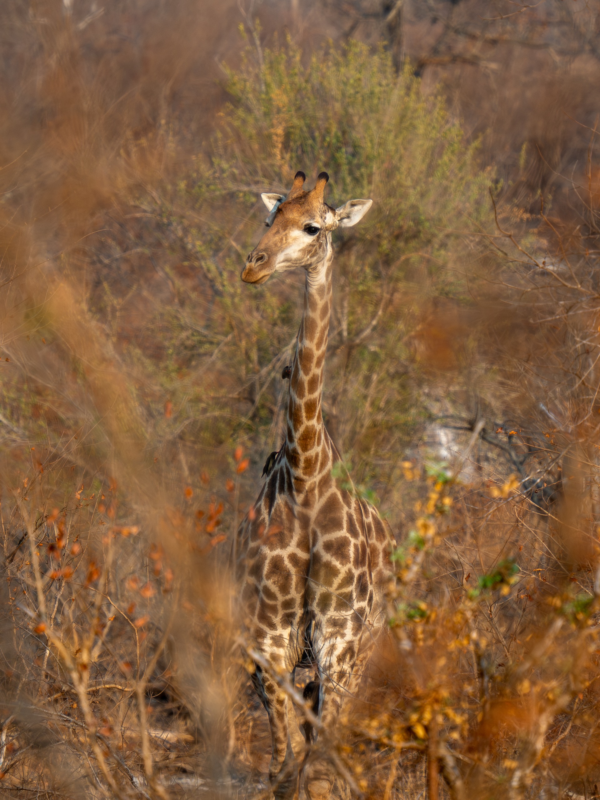 Zuid-Afrika wildlife