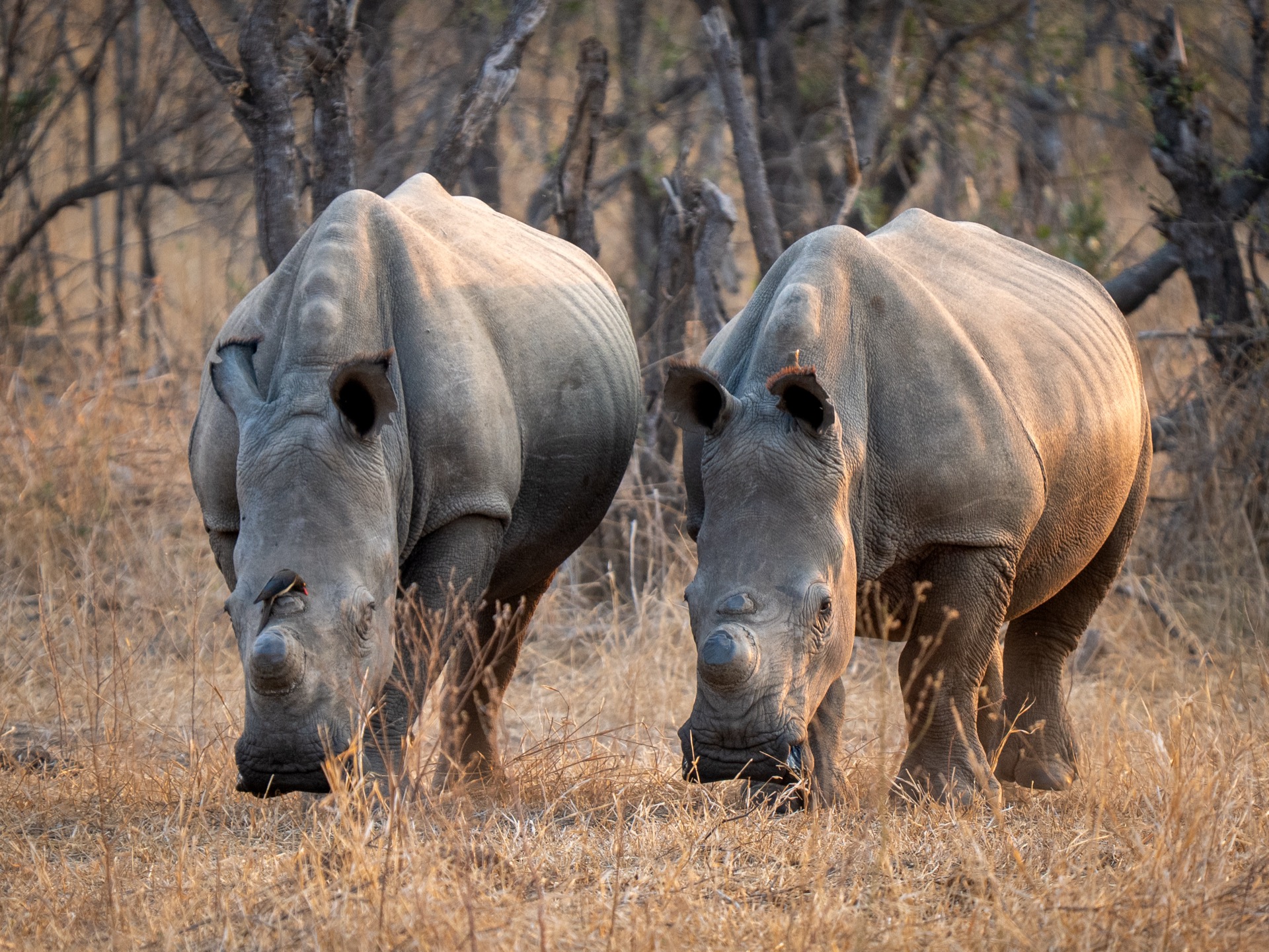 Zuid-Afrika wildlife