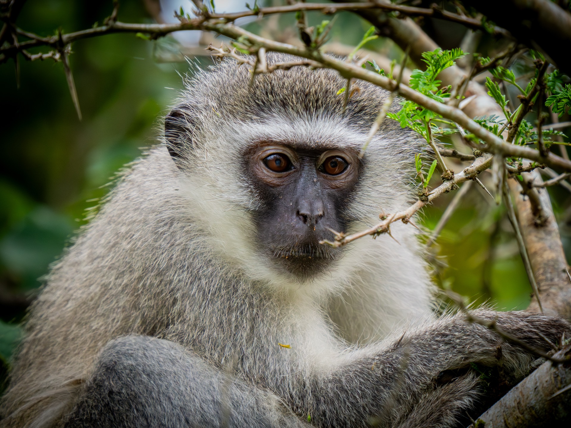 Zuid-Afrika wildlife
