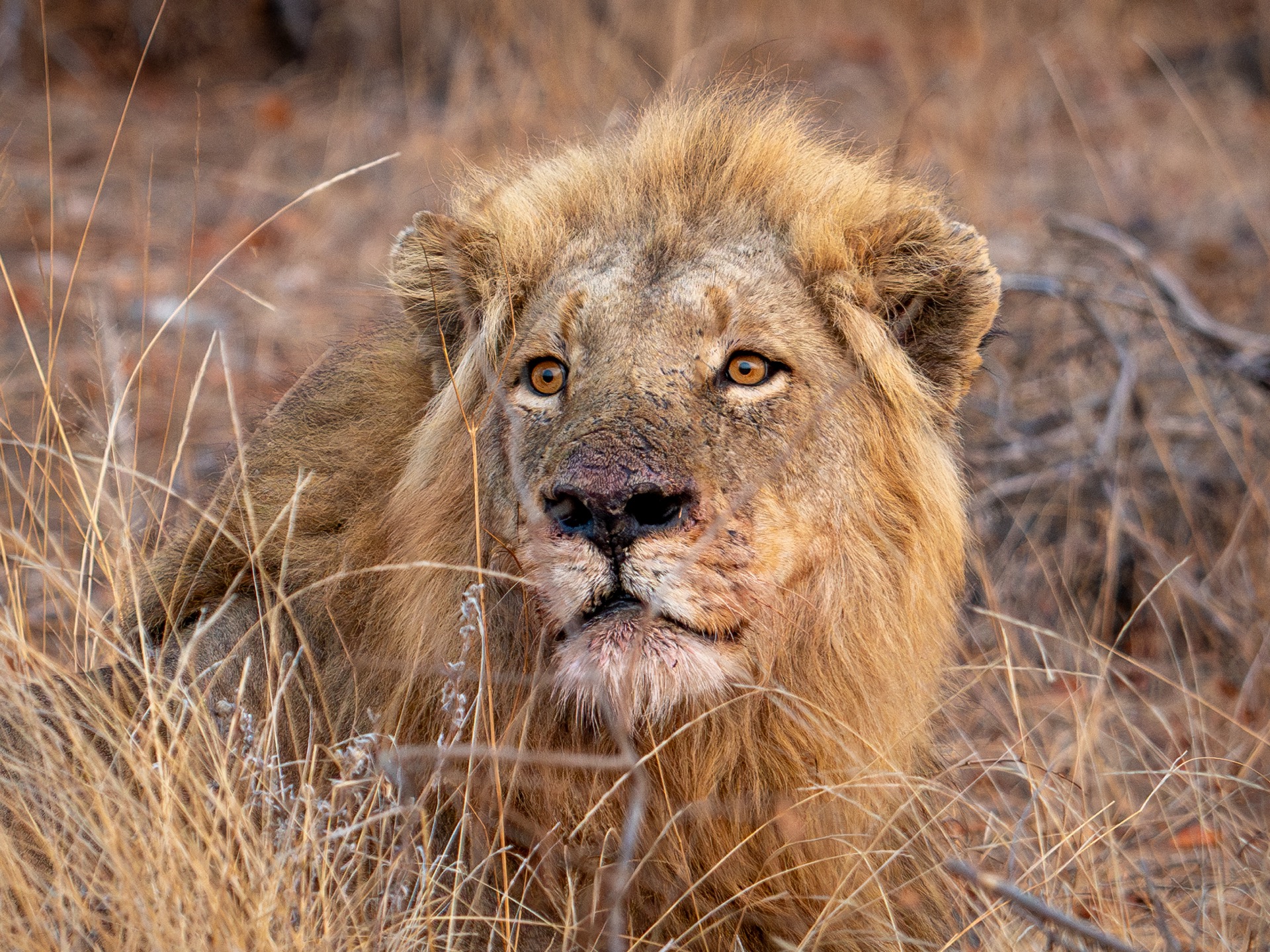 Zuid-Afrika wildlife