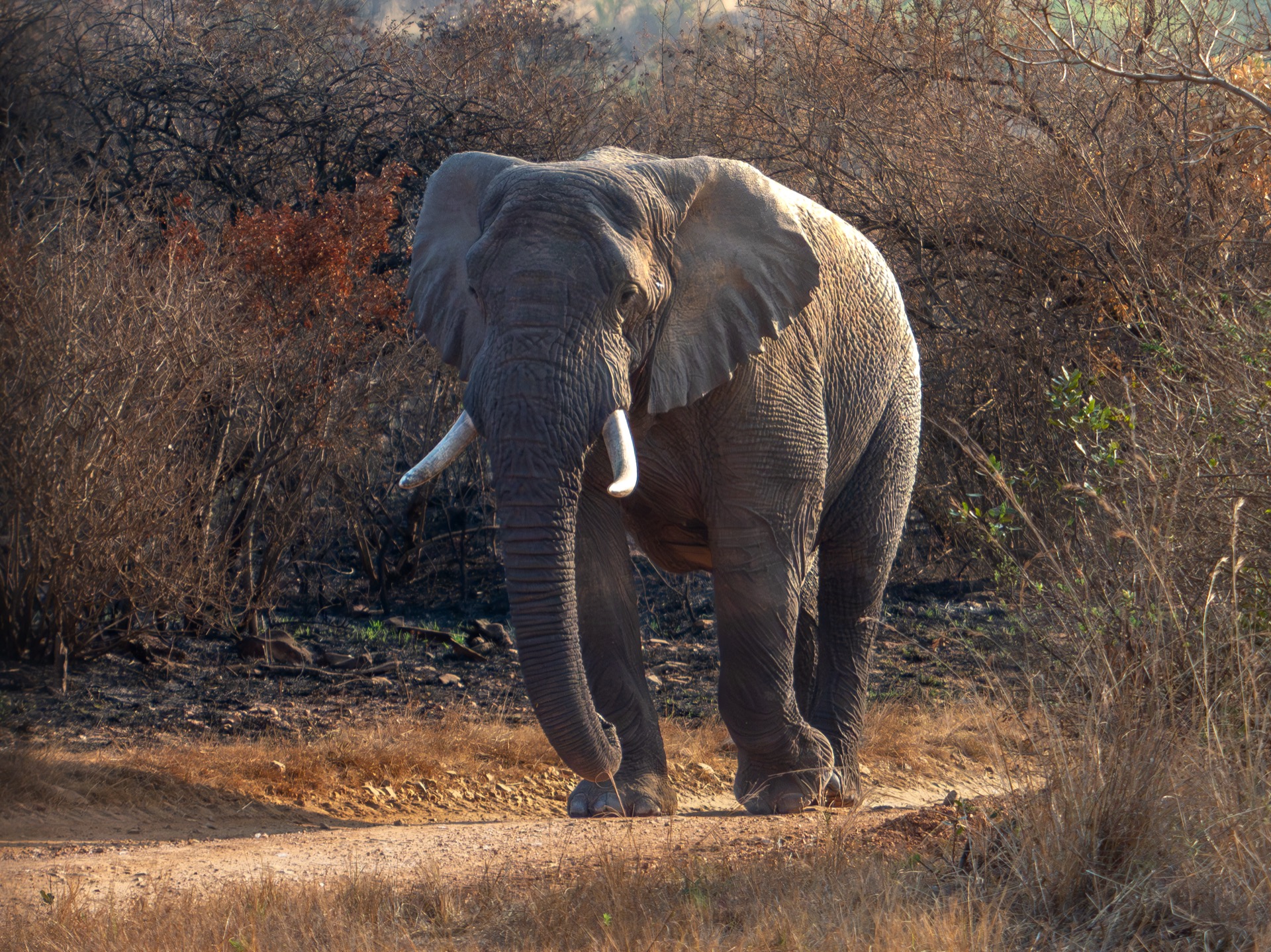 Zuid-Afrika wildlife