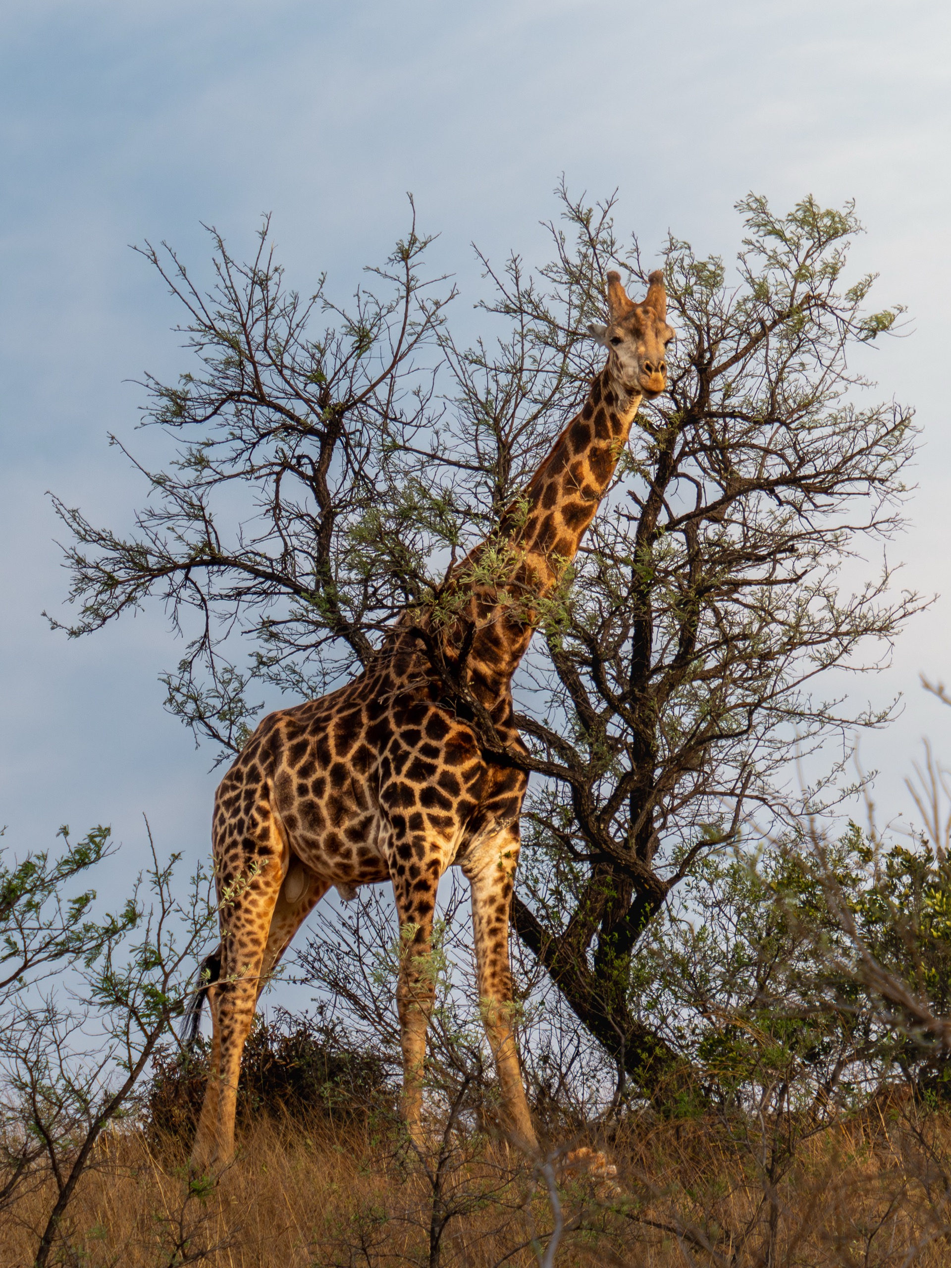 Zuid-Afrika wildlife