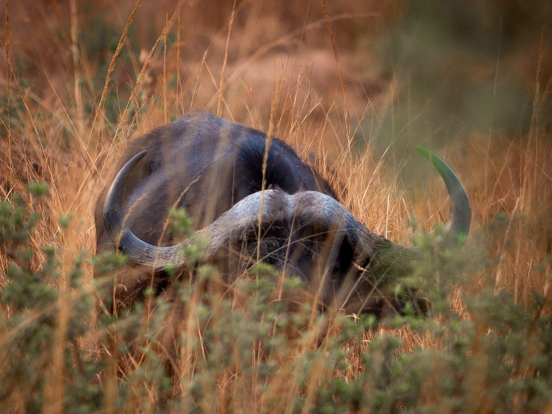 Zuid-Afrika wildlife