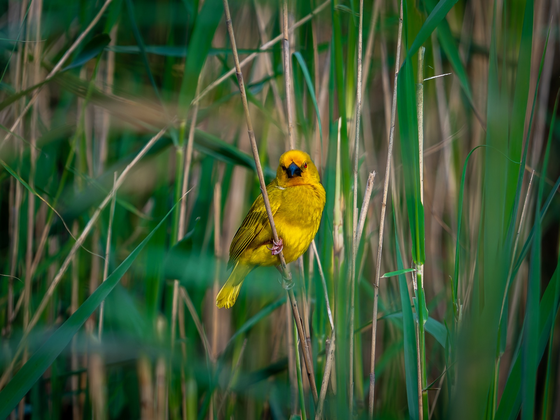 Zuid-Afrika wildlife