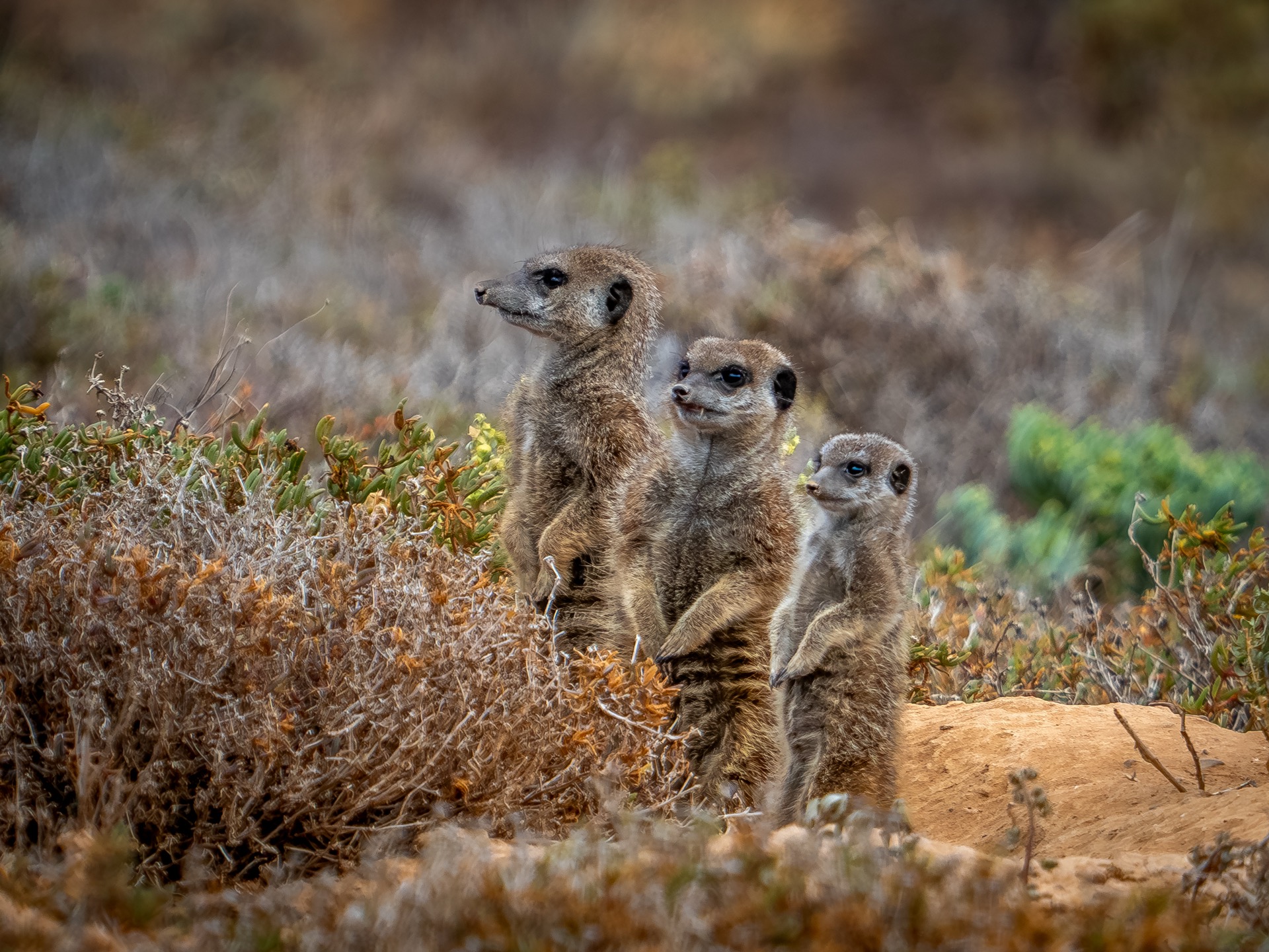 Zuid-Afrika wildlife